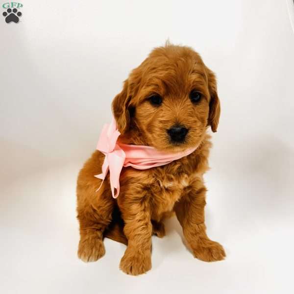 Kara, Goldendoodle Puppy